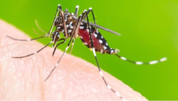 Mariana já tem 515 casos de dengue desde janeiro e assusta a população da cidade. Mosquito da dengue.