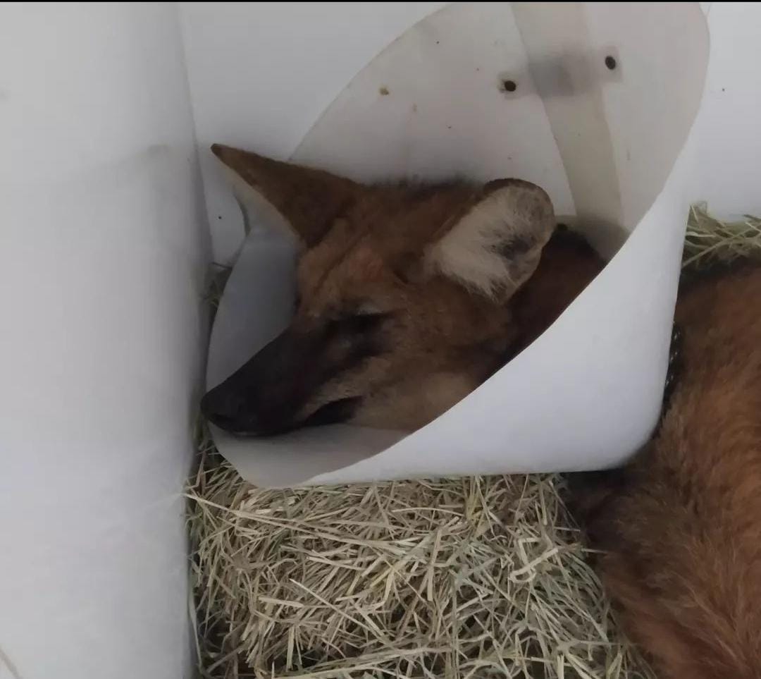 Lobo Guará é resgatado após ser atropelado. foto do animal debilitado
