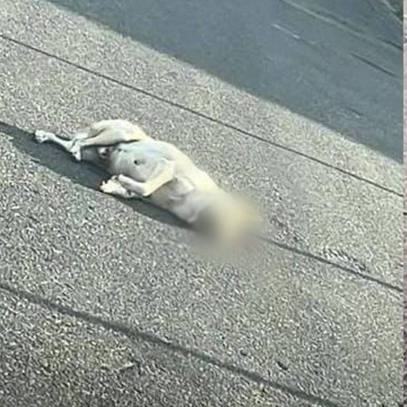 Em Itabirito, homem atropela cachorro e sai sem prestar socorro. Imagem do cachorro atropelado.