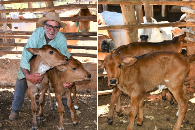 O Programa Mais Pecuária Brasil é uma parceria entre a Confederação Nacional dos Agricultores e Empreendedores Familiares Rurais (Conafer) e a Alta Brasil. Foto dos Bezerros inseminados.