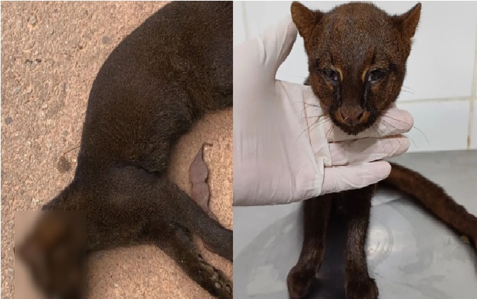 O Instituto está empenhado em fornecer todo o cuidado necessário para garantir a recuperação do animal. Foto de como esta a situação do animal.