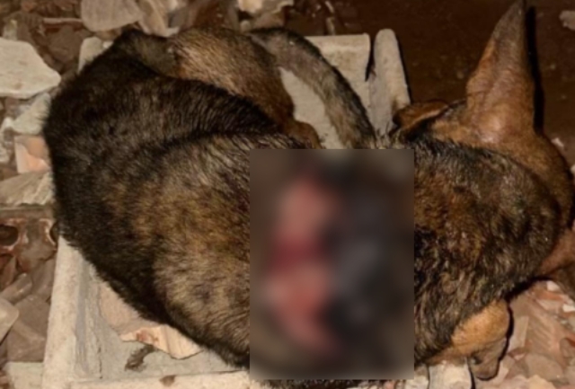 Voluntários denunciam maus-tratos e negligência do tutor e pedem ajuda para custear o tratamento. Foto de como ficou o cachorro após ser esfaqueado.