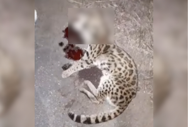 Instituto Habitat e Polícia Militar de Meio Ambiente registram o fato e vão investigar a causa da morte. Foto momentos após o incidente.