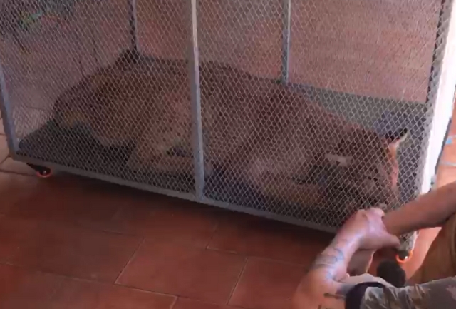 Animal resistiu por três horas à tentativa de resgate dos bombeiros e foi encaminhado para centro de reabilitação. Foto do momento da captura do animal.