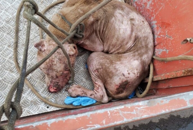 Animal estava sendo atacado por urubus e foi levado para uma clínica veterinária.