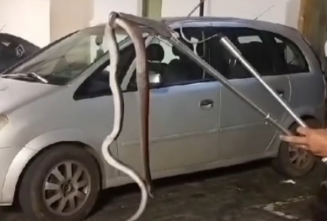 Guarda Civil de Mariana, com apoio de bióloga, resgata e solta o animal em seu habitat natural. Foto da cobra resgatada.