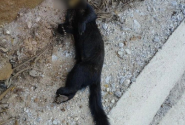 O animal silvestre foi a primeira vítima na via recém inaugurada. O Instituto Habitat pede mais cuidado aos motoristas e diálogo com as autoridades. Foto do animal atropelado.