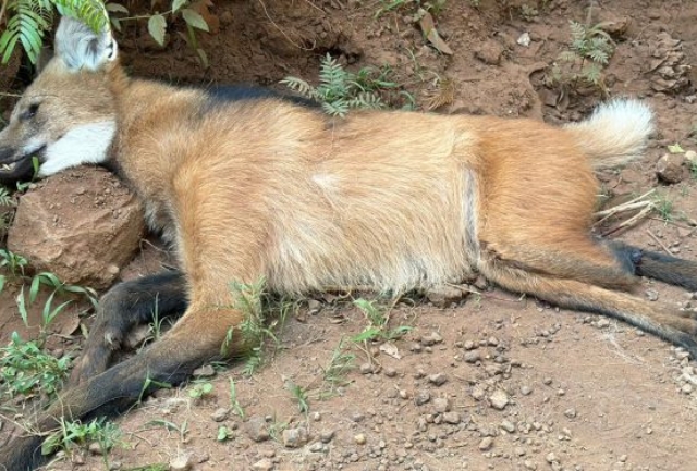 Crime ambiental choca ciclistas que encontraram o animal agonizando no chão. Foto do animal morto.