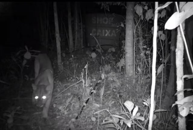 Câmeras instaladas em Santa Rita de Ouro Preto registraram a presença do felino, que pode pesar até 70 kg, e de outros animais silvestres. Foto da onça flagrada pelas câmeras.