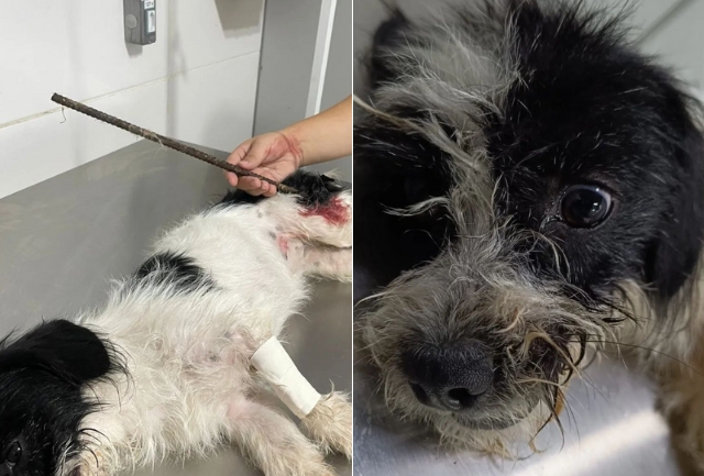 Bombeiros e ONG resgatam o animal e o encaminham para o Instituto Habitat, onde passa por cirurgia.