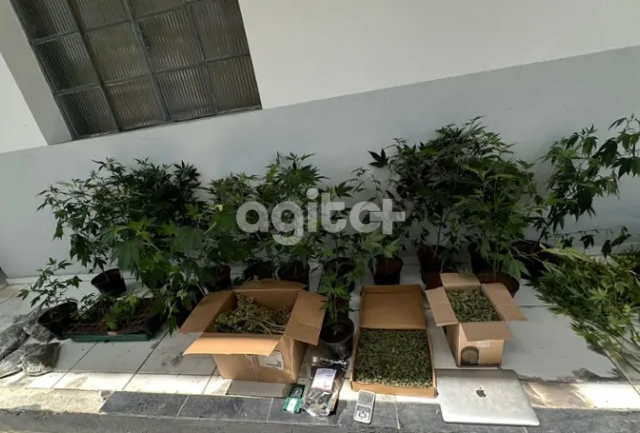 A polícia encontrou uma plantação de drogas em uma casa após denúncia anônima.