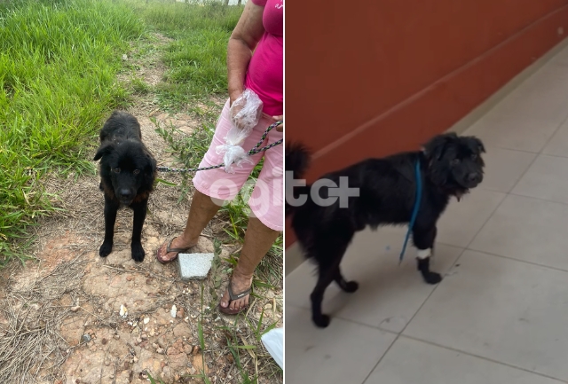 A história de Bruna Soares e seus amigos que salvaram um animal das ruas.